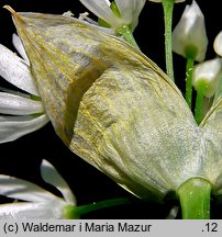 Allium ursinum (czosnek niedźwiedzi)