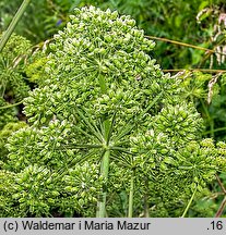 Angelica archangelica ssp. litoralis (dzięgiel litwor nadbrzeżny)