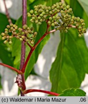 Parthenocissus quinquefolia (winobluszcz pięciolistkowy)