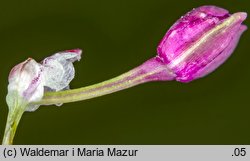 Allium vineale (czosnek winnicowy)