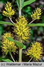 Lysimachia thyrsiflora (tojeść bukietowa)