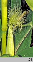 Zea mays (kukurydza zwyczajna)