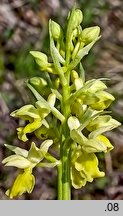 Orchis pallens (storczyk blady)