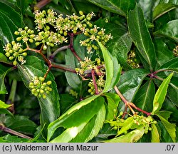 Parthenocissus inserta (winobluszcz zaroślowy)