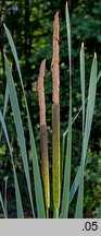 Typha latifolia (pałka szerokolistna)