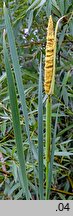 Typha latifolia (pałka szerokolistna)