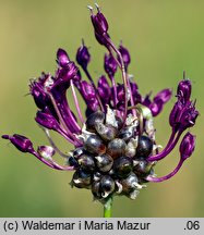 Allium vineale (czosnek winnicowy)