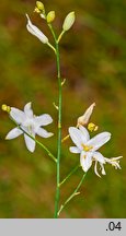 Anthericum ramosum (pajęcznica gałęzista)