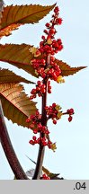 Ricinus communis (rącznik zwyczajny)