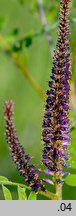 Amorpha fruticosa (amorfa krzewiasta)