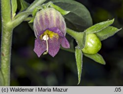 Atropa bella-donna (pokrzyk wilcza jagoda)