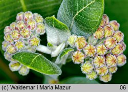 Asclepias syriaca (trojeść amerykańska)