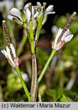 Cardamine hirsuta (rzeżucha włochata)