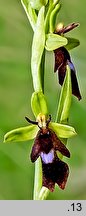 Ophrys insectifera (dwulistnik muszy)