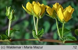 Lysimachia nummularia (tojeść rozesłana)