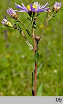 Aster amellus (aster gawędka)