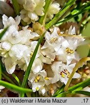 Cuscuta epithymum ssp. epithymum (kanianka macierzankowa)