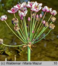 Butomus umbellatus (łączeń baldaszkowy)