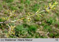 Acer negundo (klon jesionolistny)