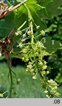 Acer pseudoplatanus (klon jawor)