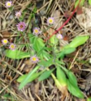 Erigeron acris (przymiotno ostre)