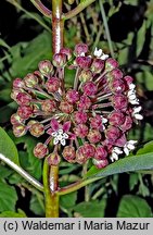 Asclepias syriaca (trojeść amerykańska)