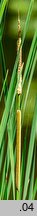 Typha angustifolia (pałka wąskolistna)