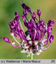 Allium vineale (czosnek winnicowy)