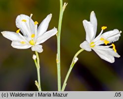 Anthericum ramosum (pajęcznica gałęzista)