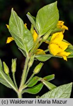 Lysimachia punctata (tojeść kropkowana)