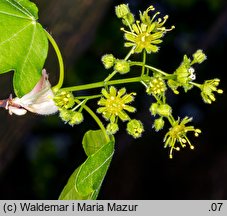 Acer campestre (klon polny)