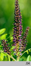 Amorpha fruticosa (amorfa krzewiasta)