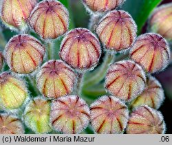 Asclepias syriaca (trojeść amerykańska)