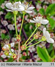 Cerasus vulgaris (wiśnia pospolita)