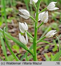 Cephalanthera longifolia (buławnik mieczolistny)