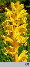 Orobanche lutea (zaraza czerwonawa)