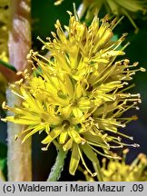 Lysimachia thyrsiflora (tojeść bukietowa)