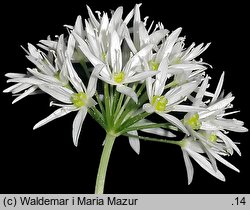 Allium ursinum (czosnek niedźwiedzi)