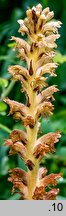 Orobanche bartlingii (zaraza Bartlinga)