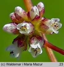 Cuscuta europaea ssp. europaea (kanianka pospolita typowa)