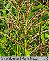 Zea mays (kukurydza zwyczajna)