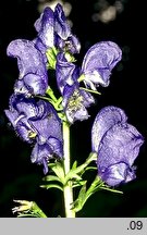 Aconitum firmum (tojad mocny)