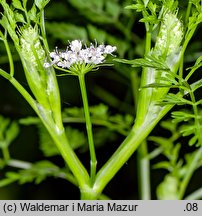 Oenanthe aquatica (kropidło wodne)