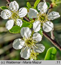 Cerasus fruticosa (wiśnia karłowata)