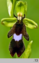 Ophrys insectifera (dwulistnik muszy)