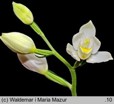 Cephalanthera damasonium (buławnik wielkokwiatowy)