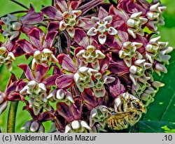 Asclepias syriaca (trojeść amerykańska)