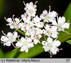 Oenanthe aquatica (kropidło wodne)