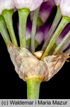 Allium senescens ssp. montanum (czosnek skalny)