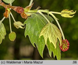 Platanus ×hispanica (platan klonolistny)